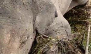 IMG-20240105-WA0004 Bangkai gajah yang tersangkut di tepi Sngai Batang Tabir terlihat mulai dikerubungi llalat. (DETAIL/ist)